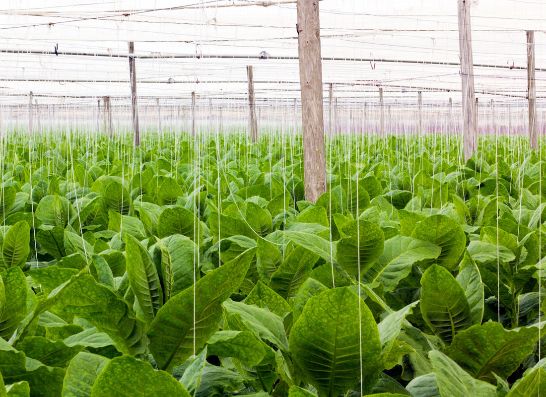 HISTORY ABOUT – SHADE-GROWN TOBACCO - Shade Bar and Grill Windsor CT 